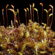 Attēlu rezultāti vaicājumam “Campylium stellatum sporophyte”