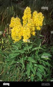 Attēlu rezultāti vaicājumam “Solidago virgaurea”