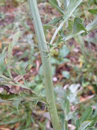 Attēlu rezultāti vaicājumam “Cirsium arvense leaf”