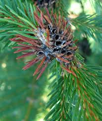 Attēlu rezultāti vaicājumam “Sacchiphantes abietis”