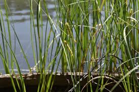 Attēlu rezultāti vaicājumam “Carex rostrata”