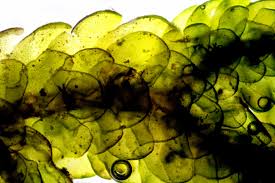 Attēlu rezultāti vaicājumam “Porella platyphylla macro”