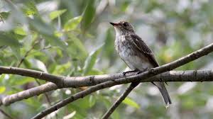 Attēlu rezultāti vaicājumam “Muscicapa striata juvenile”