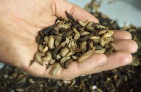 Image result for insect poop