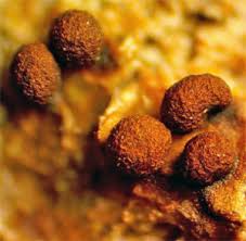 Attēlu rezultāti vaicājumam “Trichia contorta sessile”