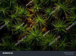 Attēlu rezultāti vaicājumam “Polytrichum strictum”