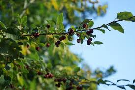 Attēlu rezultāti vaicājumam “Cotoneaster multiflorus fruit”