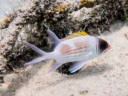 Image result for Holocentrus adscensionis