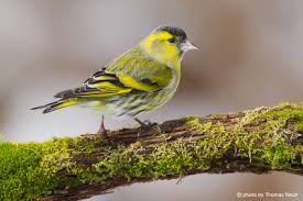 Attēlu rezultāti vaicājumam “Carduelis spinus male”