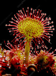 Attēlu rezultāti vaicājumam “Drosera rotundifolia flower”