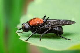 Attēlu rezultāti vaicājumam “Clitellaria ephippium”