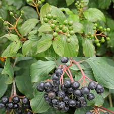 Attēlu rezultāti vaicājumam “Cornus sanguinea fruit”