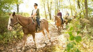 Image result for Palmers Riding Stables