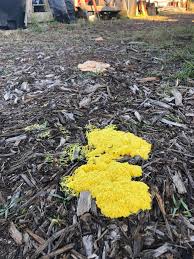 Attēlu rezultāti vaicājumam “Willkommlangea reticulata plasmodium”