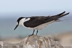 Image result for Onychoprion fuscatus