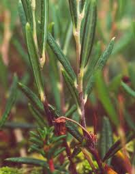 Attēlu rezultāti vaicājumam “Ericaceae”