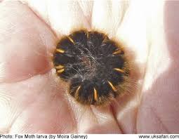 Attēlu rezultāti vaicājumam “Macrothylacia rubi larva”