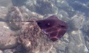 Image result for Pteroplatytrygon violacea