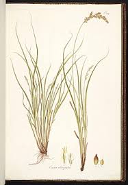 Attēlu rezultāti vaicājumam “Carex elongata”