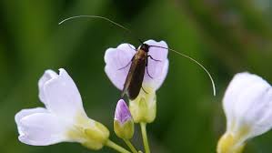 Attēlu rezultāti vaicājumam “Cauchas rufimitrella”