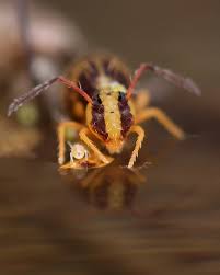 Attēlu rezultāti vaicājumam “Ptenothrix sp.”