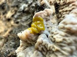 Attēlu rezultāti vaicājumam “Physarum pseudoalexandrowiczii macro”