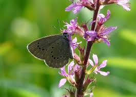 Attēlu rezultāti vaicājumam “Maculinea teleius underside”