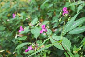 Attēlu rezultāti vaicājumam “Impatiens glandulifera leaf”