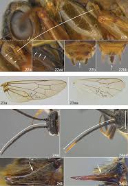 Attēlu rezultāti vaicājumam “Euura pedunculi”
