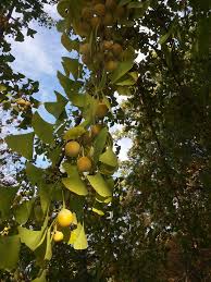 Attēlu rezultāti vaicājumam “Ginkgo biloba fruit”