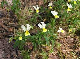 Attēlu rezultāti vaicājumam “Viola tricolor subsp. curtisii leaf”