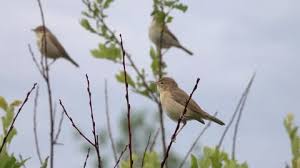 Attēlu rezultāti vaicājumam “Hippolais caligata”