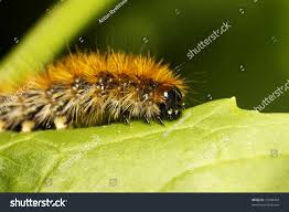 Attēlu rezultāti vaicājumam “Diloba caeruleocephala larva”