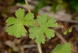 Attēlu rezultāti vaicājumam “Geranium pyrenaicum leaf”