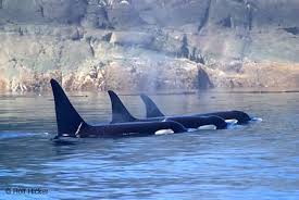 Image result for Orcinus orca