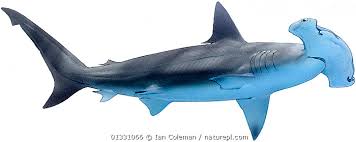 Image result for Sphyrna zygaena