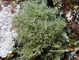 Attēlu rezultāti vaicājumam “Cladonia cornuta”