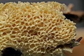 Attēlu rezultāti vaicājumam “Ceratiomyxa porioides”