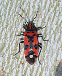 Attēlu rezultāti vaicājumam “Rhabdomiris striatellus imago”