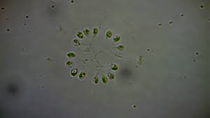 Attēlu rezultāti vaicājumam “Chaetophora pisiformis”