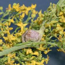 Attēlu rezultāti vaicājumam “Geocrypta galii”