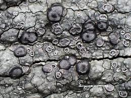 Attēlu rezultāti vaicājumam “Porpidia macrocarpa”