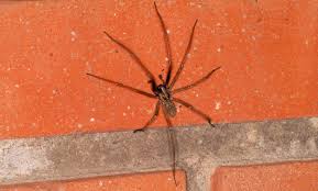 Attēlu rezultāti vaicājumam “Agelenidae”