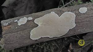 Attēlu rezultāti vaicājumam “Skeletocutis carneogrisea”