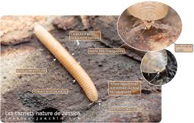 Attēlu rezultāti vaicājumam “Polyzonium germanicum”