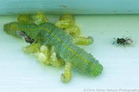 Attēlu rezultāti vaicājumam “Pieris rapae larva”