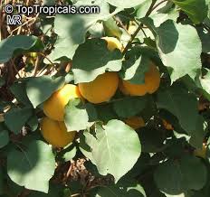 Attēlu rezultāti vaicājumam “Prunus armeniaca fruit”