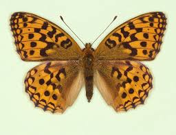 Attēlu rezultāti vaicājumam “Argynnis adippe underside”