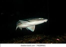 Image result for Poroderma africanum