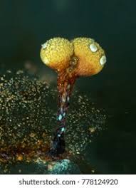 Attēlu rezultāti vaicājumam “Physarum oblatum”